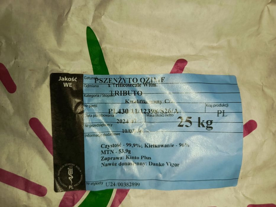Pszenżyto Tributto czyszczone gotowe