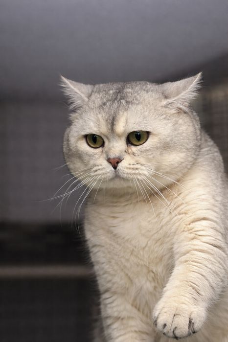 Продається кішечка