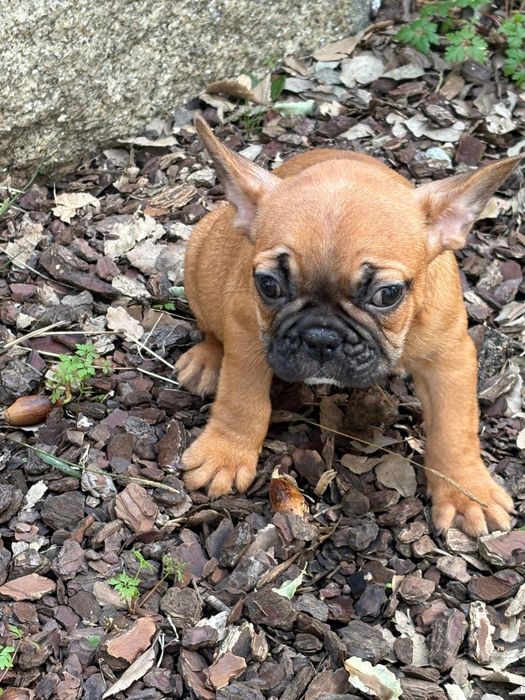 Bulldog francês fawn  tan