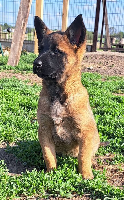 Owczarek belgijski Malinois - suczka
