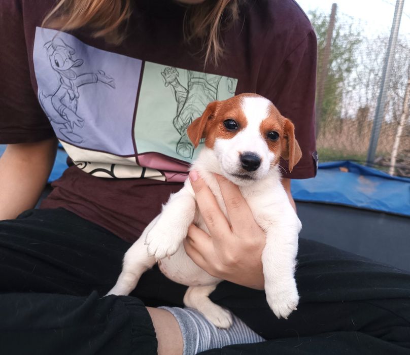 Jack Russell Terrier gładkowłosy ZKwP FCI