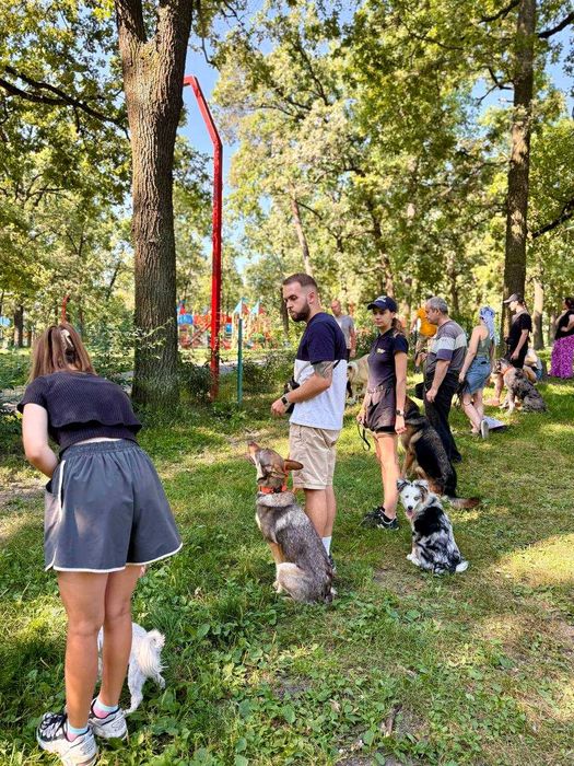 Групові заняття для собак майданчик