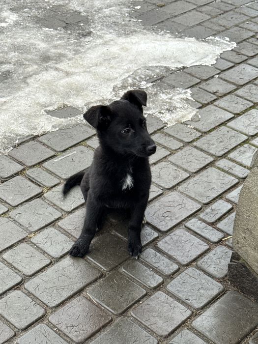 Пиилаштовується цуцик