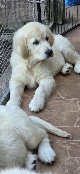 Piekna Suczka Golden Retriever FCI