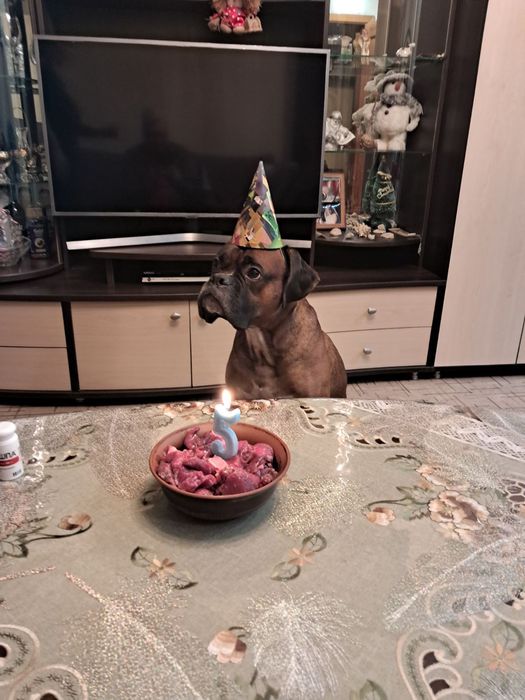 Вязка кобель боксер