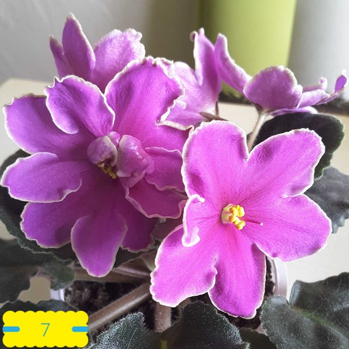 ФИАЛКИ (сенполии) сортовые ЛИСТИКИ (5), детки, стартеры, с бутонами и ЦВЕТУЩИЕ