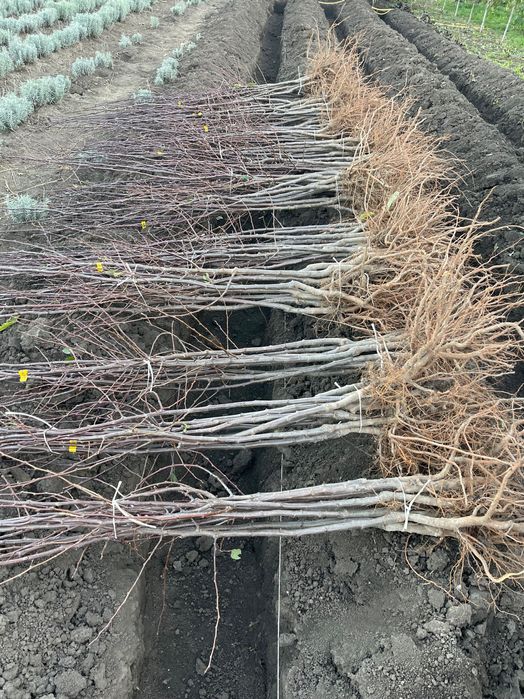 Продам кущі лаванди та саджанці слив: Стенлей, Джойо (гурт).