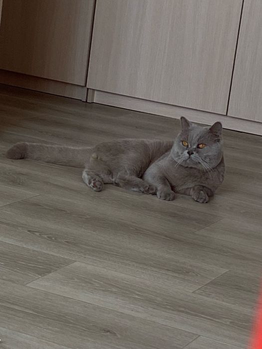 Британські котики