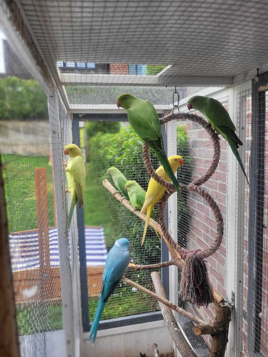 Papugi Aleksandretty obrożne