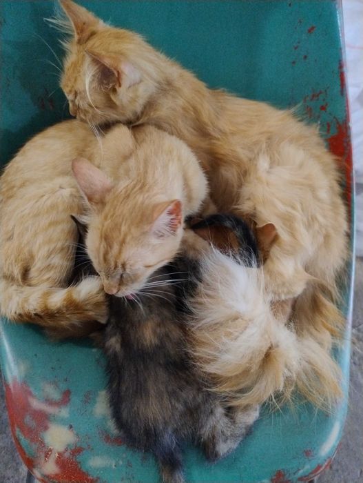 Роздаються кошенята!