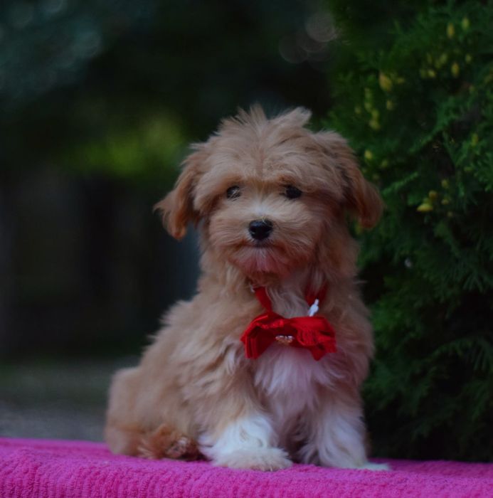 Хлопчик мальтіпу. Справжня карамель. Міні собачка