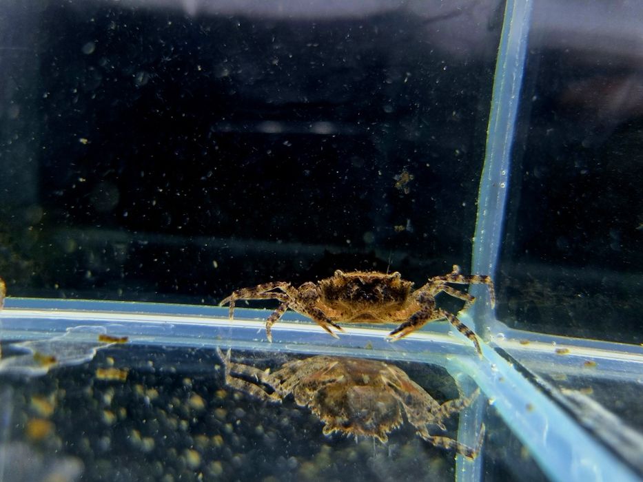 Krab Mekhong akwariowy krab wodny