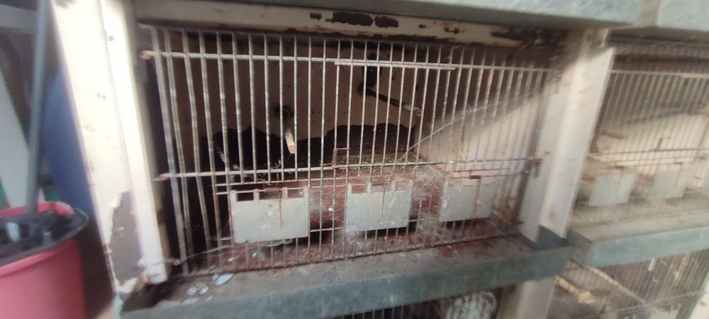 Gaiola para pássaros