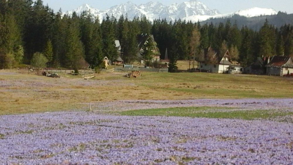 Willa "  Domek Kasia i Tomek " Tatry/Zakopane/ MURZASICHLE