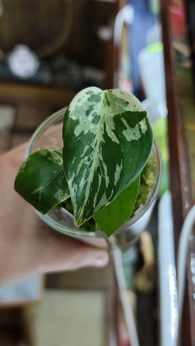 Рідкісні монстери і алоказії