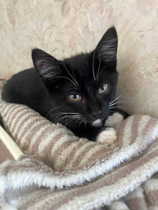 Віддам кошенят котиків в добрі руки