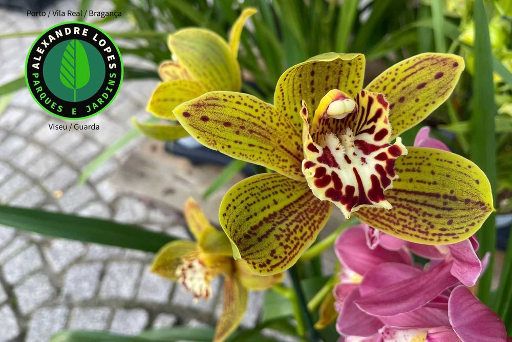 Orquídeas de exterior Cymbidium várias cores