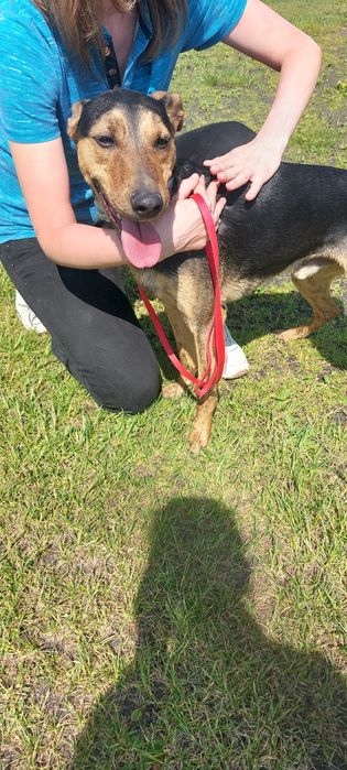 Rollo pies do adopcji