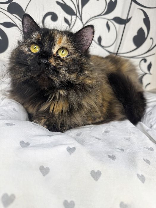 Моно шукає родину (тільки у квартиру без вигулу)