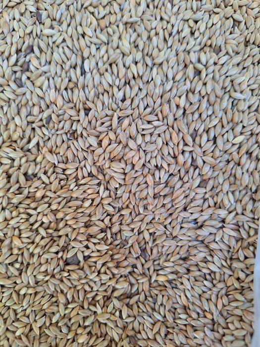 Kanar 5 kg. Pokarm.dla.papug