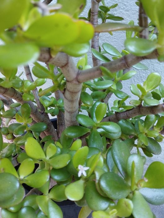 Suculenta Jade (Crassula Ovata)