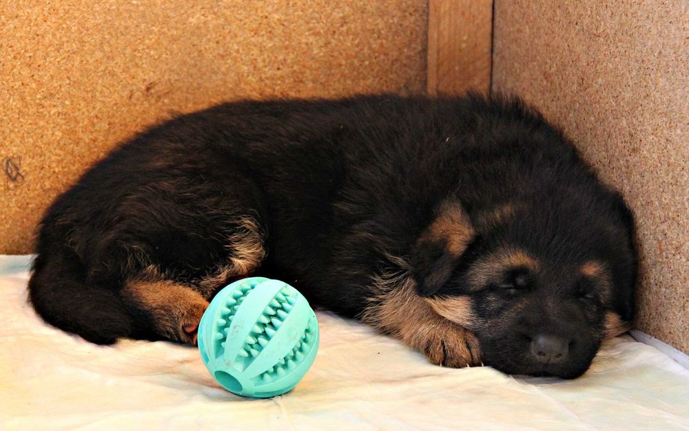 Чепрачні цуценята, внуки 1-го відбірника Німеччини! Німецька вівчарка!