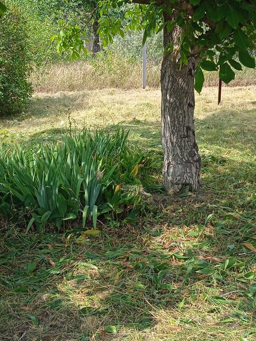 Земельна ділянка під будівництво або садівництво