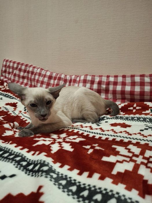 Ориентальный  котик блю поинт окраса