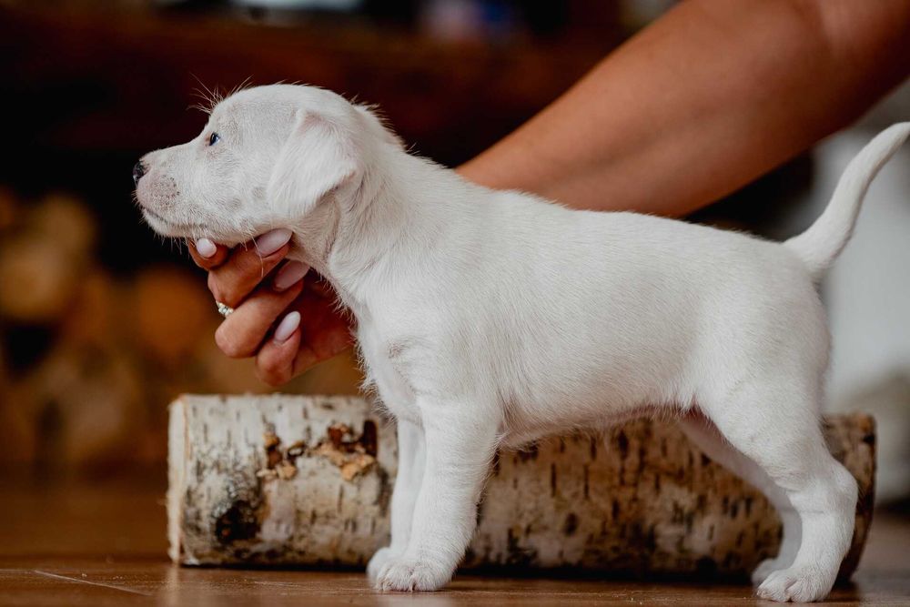 Parson Russell Terrier ZKwP