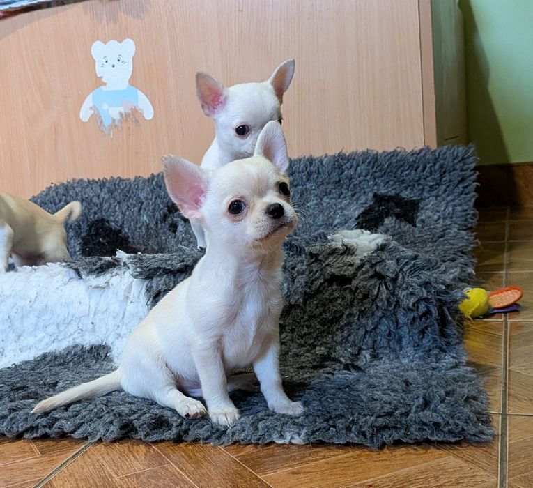 Chłopczyk chihuahua FCI