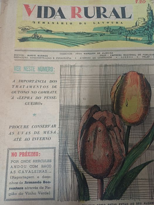 Jornais Vida Rural (anos 50)