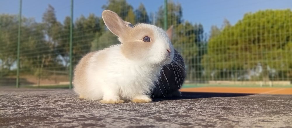 Descubra a Magia dos Coelhos Anões!