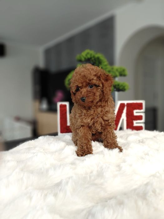 Pudel Toy Red Piesek