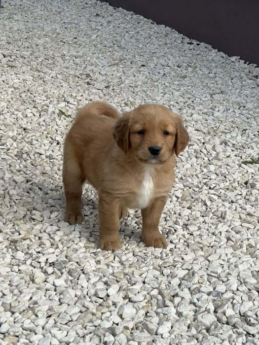 Golden retriever piesek