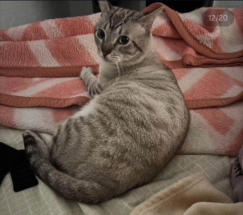 Doa  Gato muito Meigo