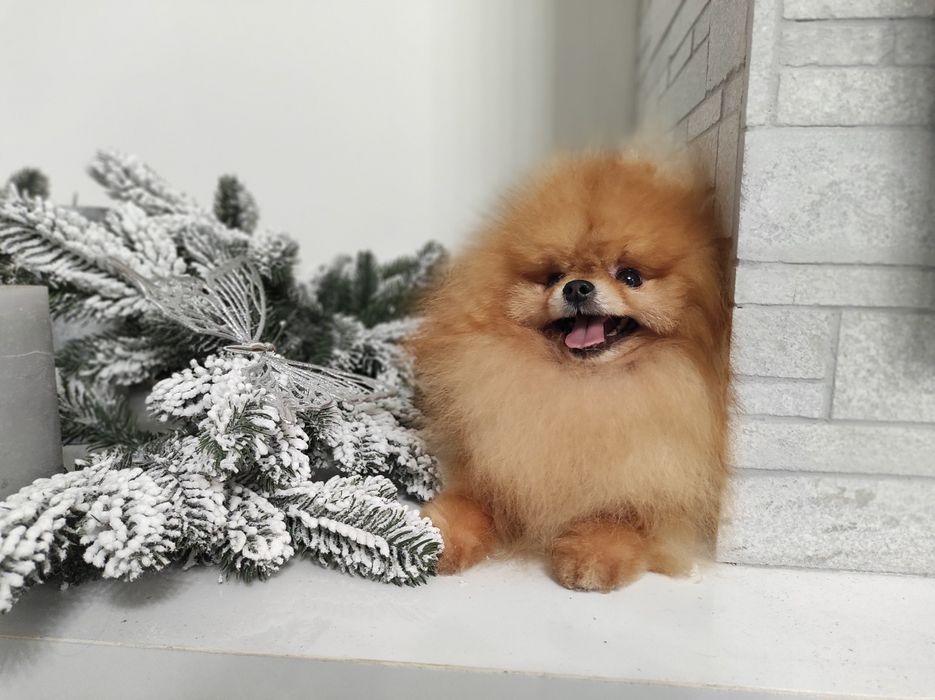 Померанский шпиц вязка