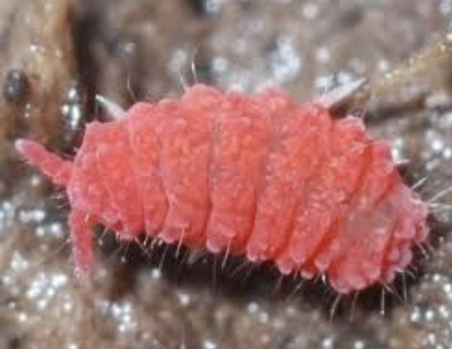Colembolos vermelhos e Springtail - Folsomia Candida