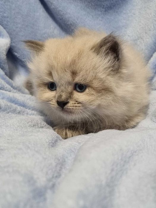 Невські маскарадні кошенята.Малюки народились 24.12.2026.Бронь