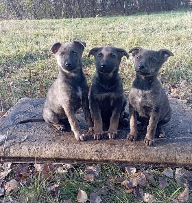 Терміново ПОТРІБНІ родини! Благаємо!