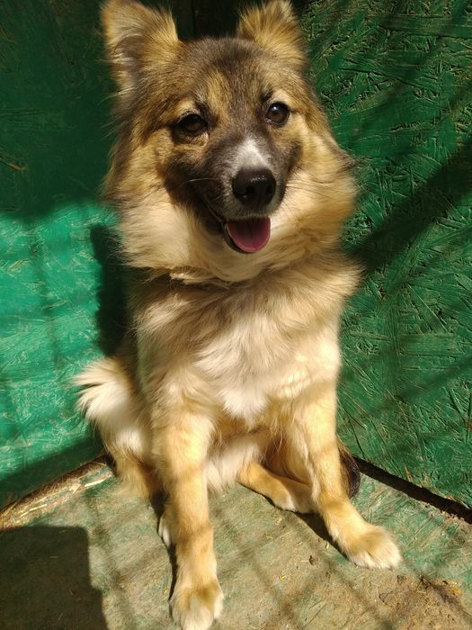 Руди ищет дом, стерилизованная