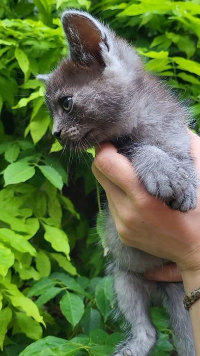 Кошеня. Кіт. Кот. Котёнок.