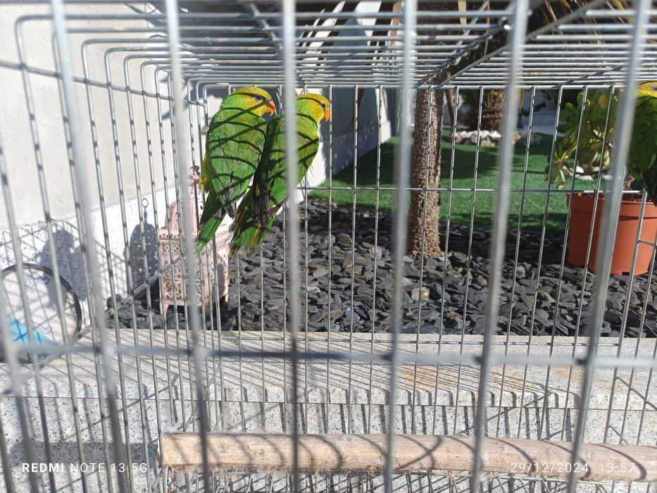 Loris euteles com documentos