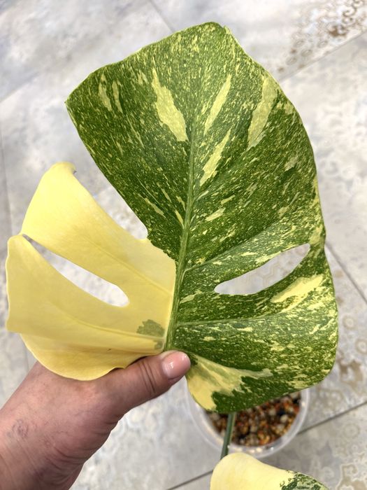 Monstera Thai Legacy , kolekcjonerska