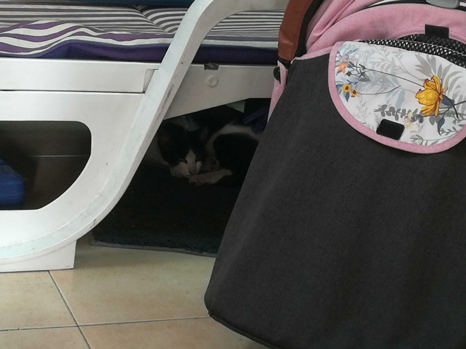 Gatinhos 4 meses - Adopção