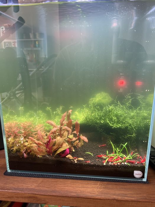 Camarões neocaridina ref fire