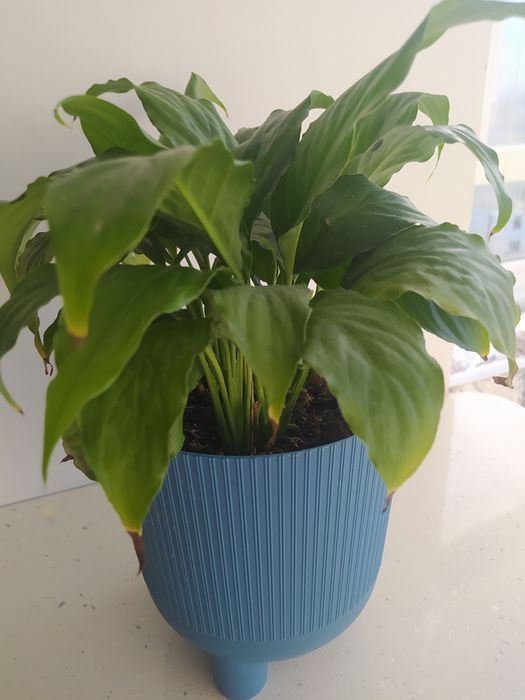 Кімнатні рослини, вазони