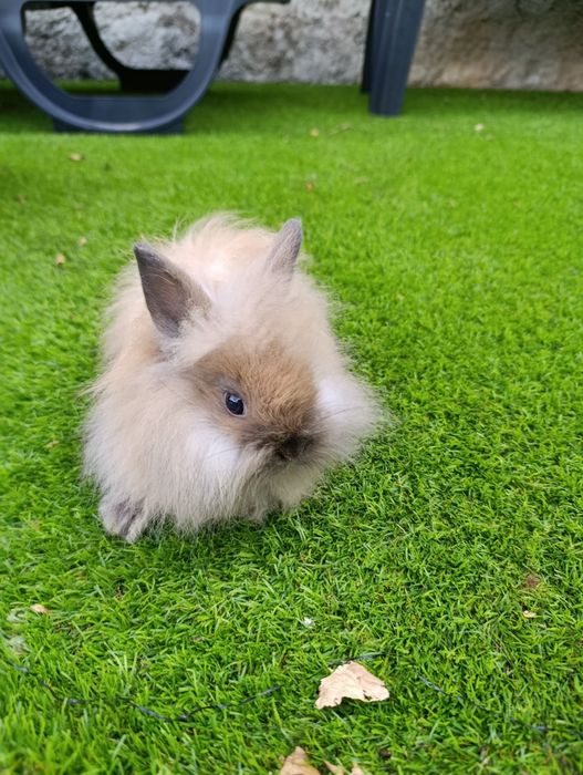 Coelhos anões 2 meses