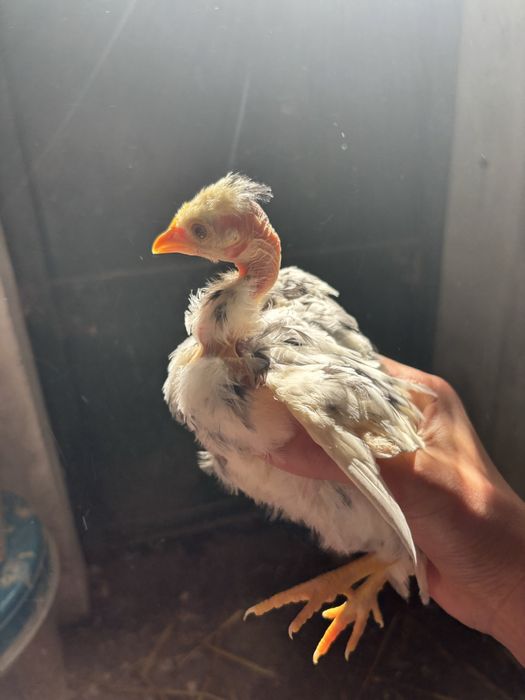 Casais de garnizas do pescoço pelado e pescoço coberto