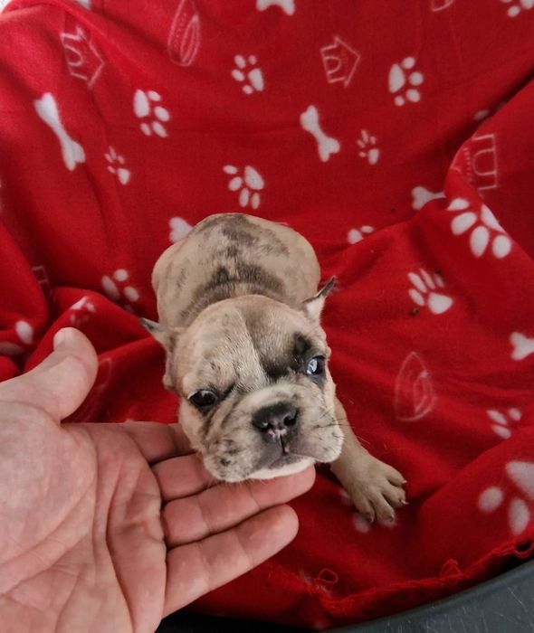 Menino bulldog merle