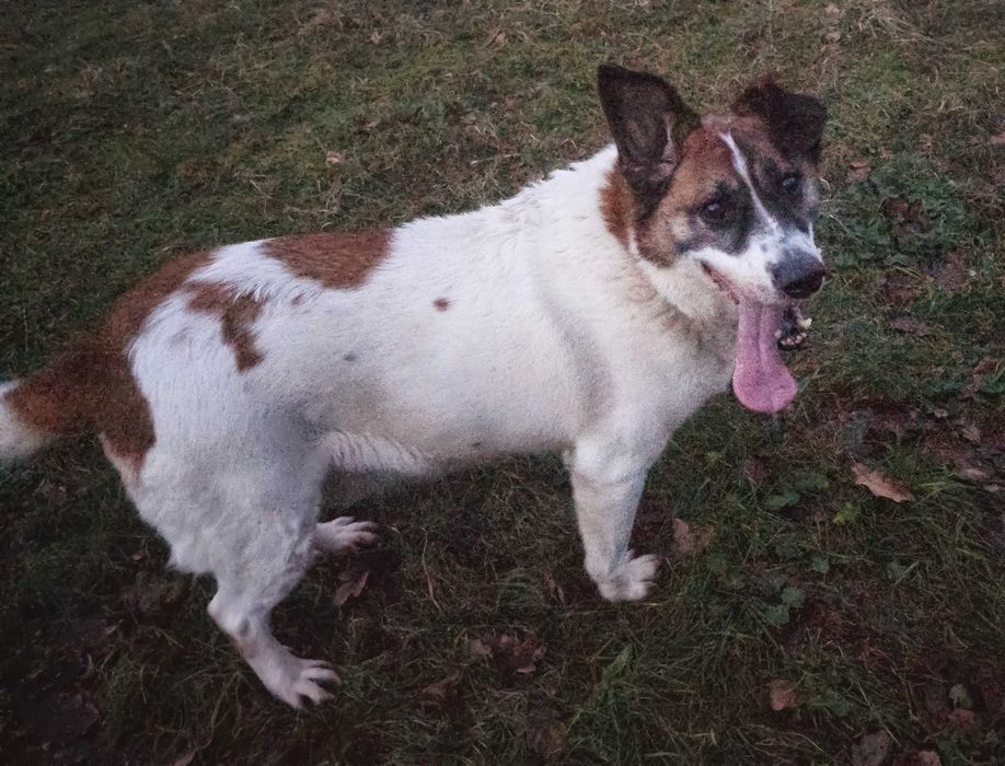 Admin- to już 5 lat w schronisku